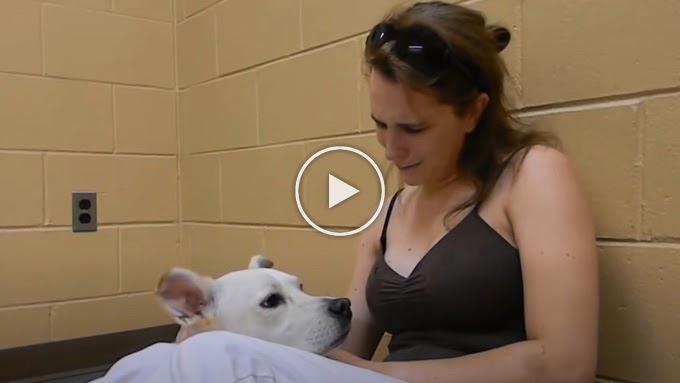 Heartbreaking Moment: Woman Crying Over Her 𝘋𝘦𝘢𝘥 Dog – 114