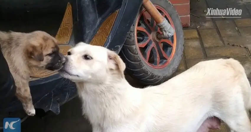 Heartbreaking Moment: Mother Dog Shares One Last Kiss with Her Puppy ʙᴇғᴏʀᴇ Saying Goodbye.