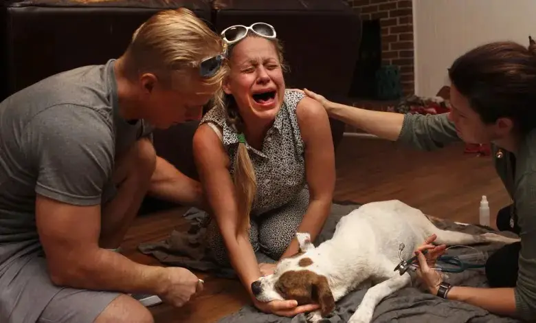 Veterinarians Share Heartfelt Stories of Saying Goodbye to Beloved Dogs.