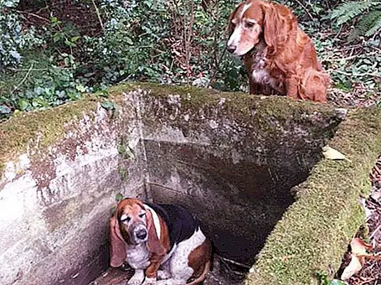 Falling into the pit: the dog sat waiting for more than 5 days, no one came to save his friend