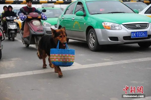 Every day, a devoted dog goes to the market to care for its ailing owner.