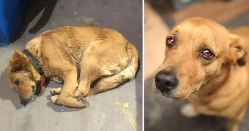 She cried and was sad when she saw other dogs being loved and cherished in the pet shop