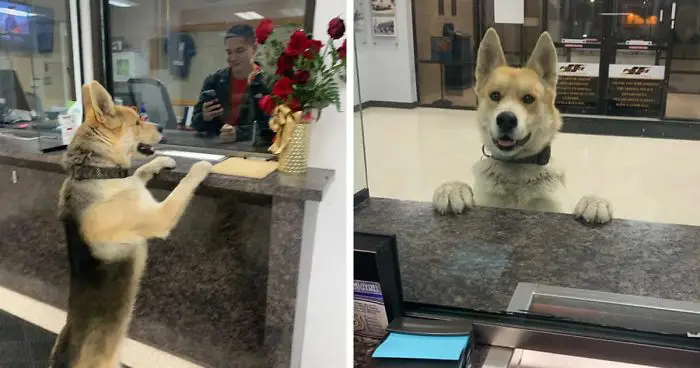 Stray Dog Finds Its Way to Police Station, Claims to Be the Missing Family Pet, and Brings Joyful Reunion.