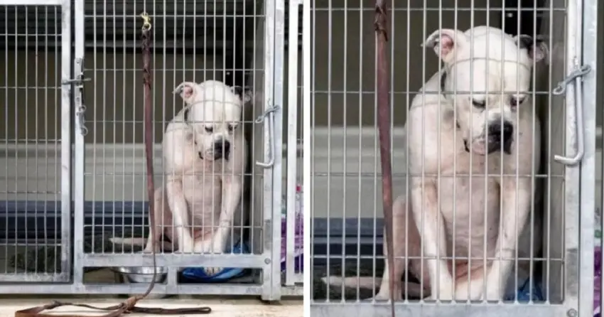 Dog At Shelter Shows Heart-wrenching Expression When No One Adopted Him