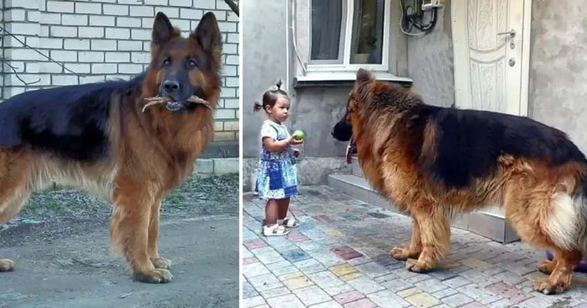 The girl rescued a big dog from the market. Nobody loved it, while it wanted warmth and happiness