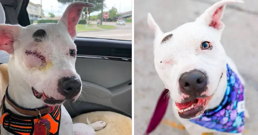 The Dog That Was mistreated and only Had one eye is now Living her best Life