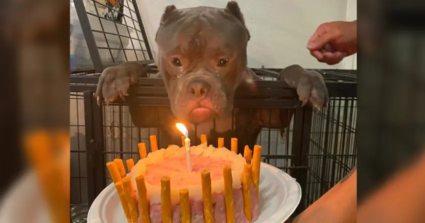 Happy birthday to him, the homeless dog shed tears of joy when celebrating his first ever birthday at the animal shelter