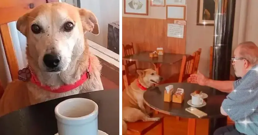 Dog adopted by a coffee shop sits with customers every day, try to keep them company