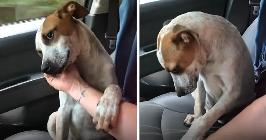 Mom In Tears After The Shelter Dog She Just Adopted Shows How Grateful He Is On The Way Home