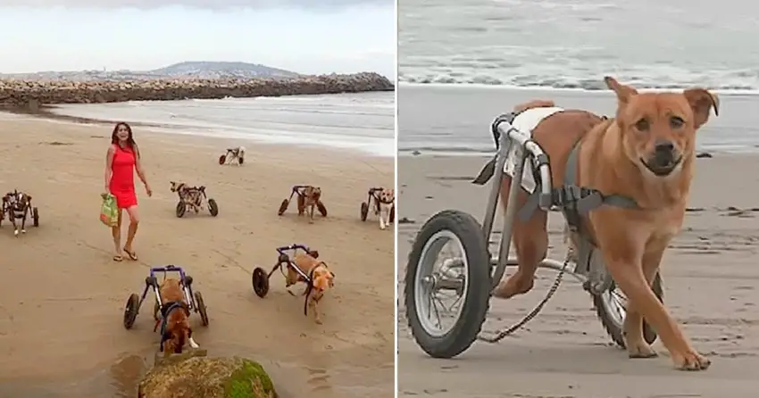 The touching moment when a woman takes her disabled dogs to the beach for a day of enjoyment.