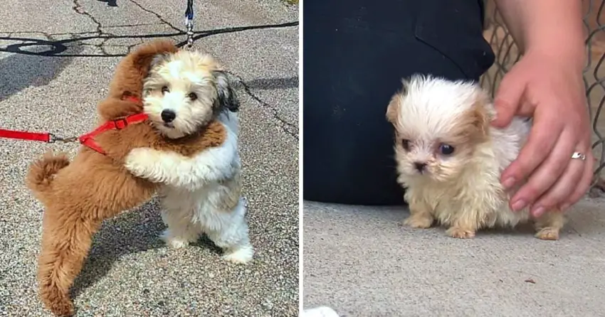 Tiniest Dog Rescued From Puppy Mill Is Introduced To His First Ever Friend