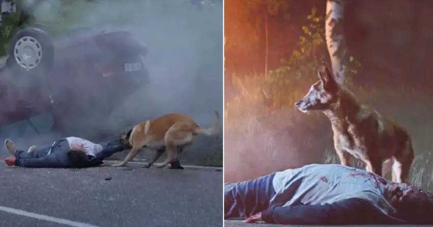 Abandoned, The Loyal Dog Still Comes Back To Save Its Owner