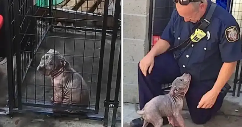 Sad shelter puppy becomes ecstatic when the firefighter who saved her shows up to adopt her