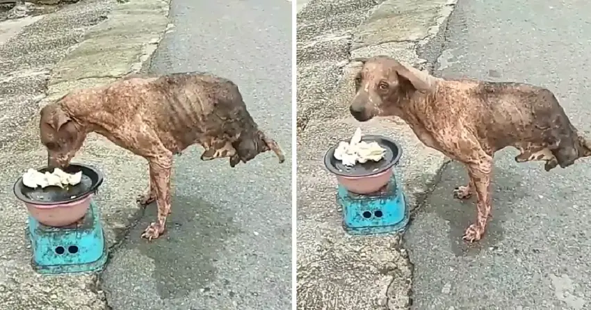 Abandoned dog with only two legs survived but no one helped