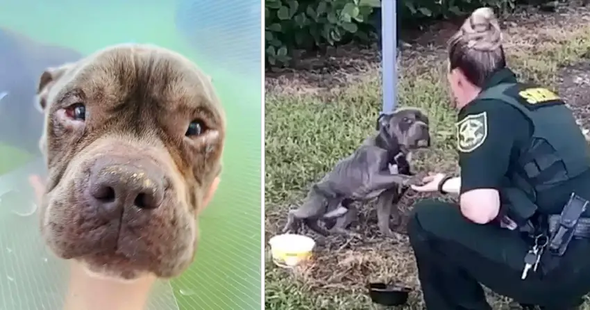 Dog Tied To Pole Reaches Out Paw To The Cop Who’s Come To Save Him