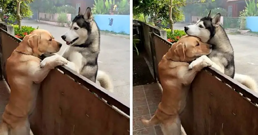 A lonely husky rushes out of the open gate to see his best companion