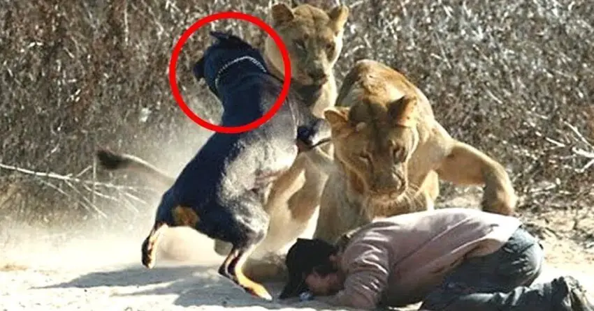 A courageous dog fearlessly faced two lions to save his owner, displaying an incredible act of heroism.