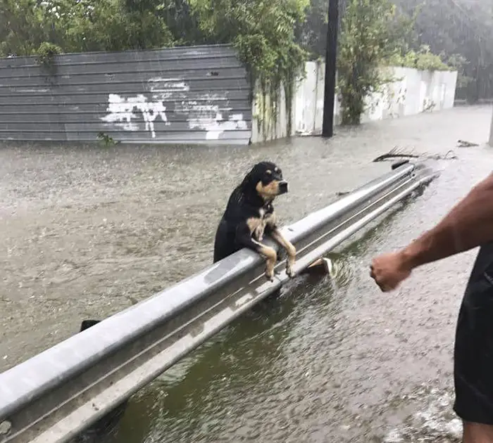 Left to Brave the Storm: A Heartrending Story of a Deserted Dog