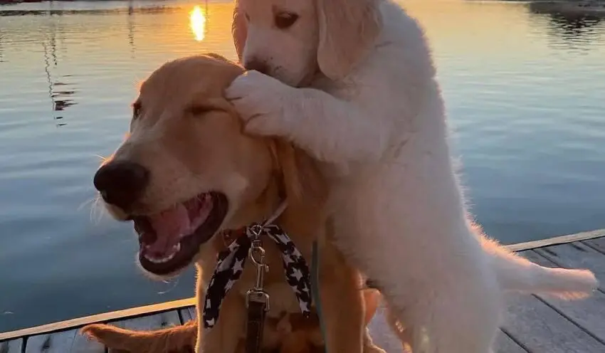 Millions of hearts melt as they witness the poignant scene of a dog receiving a scolding from its owner, only to be lovingly comforted by its companion.