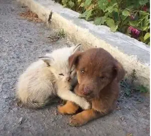 The Tale of an Innocent Cat: From a Beloved Pet to an Unfortunate Stray