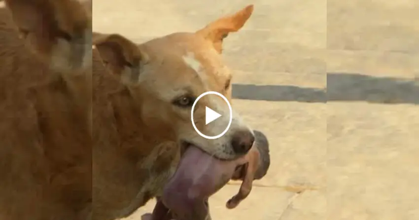 Millions Touched Worldwide by Heroic Dog Rescuing Newborn Baby Abandoned in Landfill