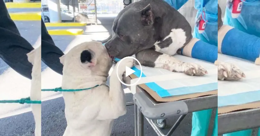 In the Absence of Their Owner: Two Poor Dogs Find Comfort in Each Other After a Timely Rescue.