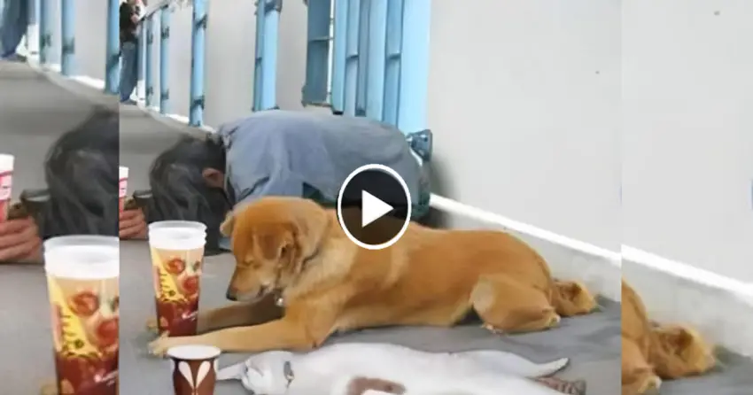 The loving affection of a homeless dog is a source of hope that warms the owner’s heart.