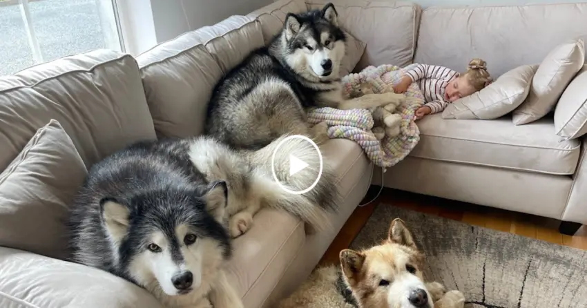 Heartwarming Story: Baby Girl’s Peaceful Slumber Requires the Presence of Her Beloved Dogs