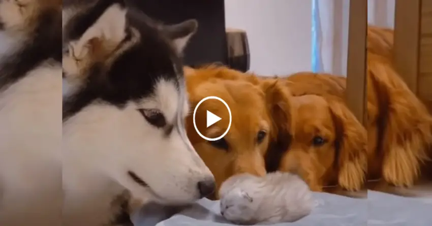 Friendly and warm dogs hug a newborn kitten lovingly, making it an integral part of their family!