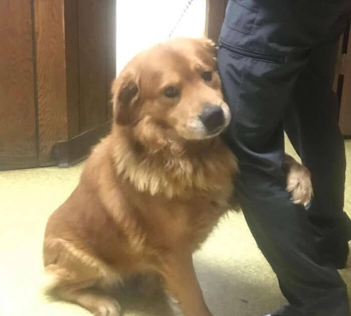 “When a dog is abandoned in the parking lot of a Walmart store, it relentlessly hugs the rescue hero, showing deep gratitude and affection.”