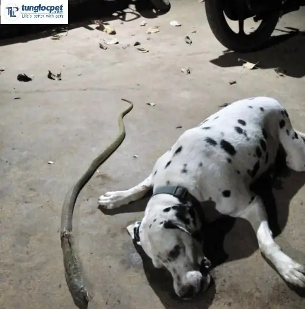 “Reaching his life to confront the cobra to protect his owner, the poor dog staggered and disappeared forever.”