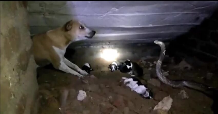 A dangerous face-to-face encounter between a brave dog and an egg-laying snake