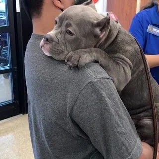 The shelter dog clung tightly to his new owner, overjoyed to be adopted after days of waiting.