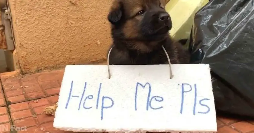 Adorable abandoned puppy with a sign on his body is helplessly begging for human help when almost no one cares about it