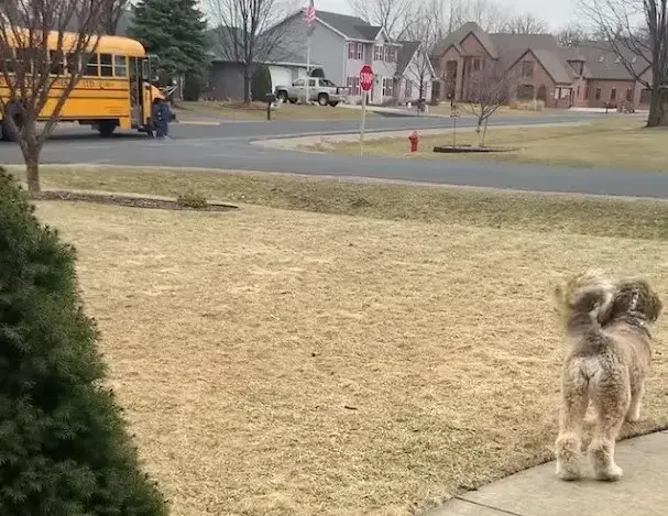 Bernedoodle melts 7M hearts hugging his little brother after school