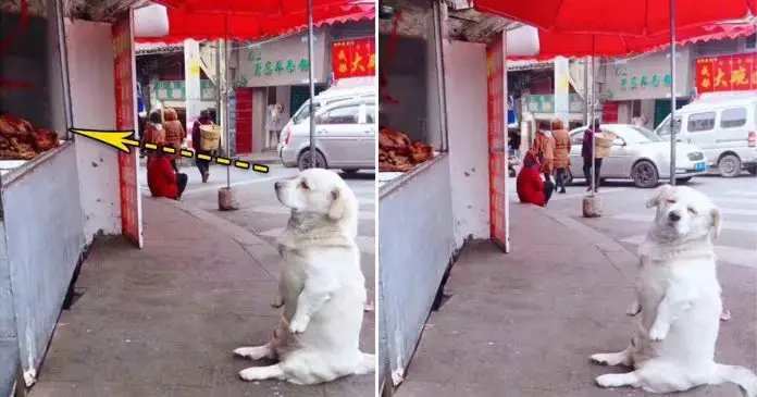 A dog melts hearts as he patiently waits for free fried chicken from a stall, capturing the hearts of netizens with his irresistible charm.