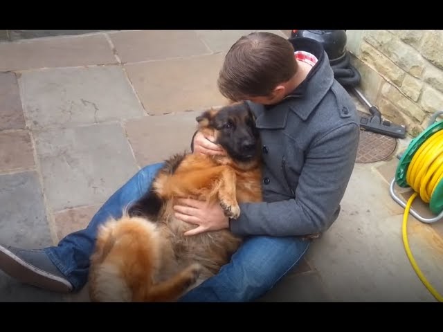 ɢᴇʀᴍᴀɴ Shepherd Cries In Happiness When Reunited With Her Owner After 3 Months