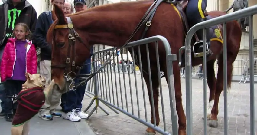 Unlikely Friends: French Bulldog’s Hilarious Reaction to Meeting Police Horse Will Leave You in Stitches