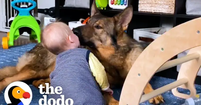 Irresistible Bond: Police Dog’s Unbreakable Connection with Adorable Baby Sister Will Melt Your Heart