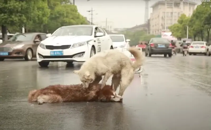 Loyal dog stays by side of its dying friend, cries and tries to wake up his friend ᴀғᴛᴇʀ ʙᴇɪɴɢ ʜɪᴛ ʙʏ ᴄᴀʀ