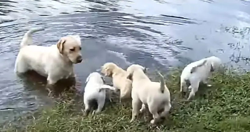 Doting Labrador Dad Teaches Adorable Puppies the Art of Swimming in Heartwarming Video