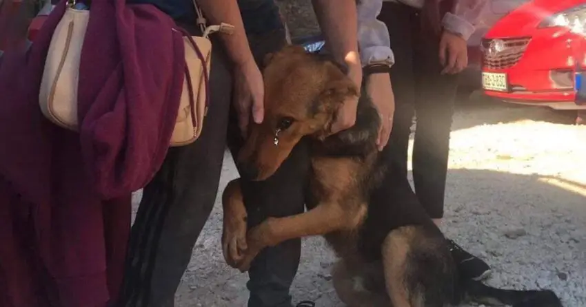 He begging stranger people who stop to pet him on the street “Please don’t leave me alone there”