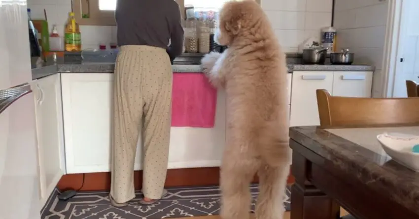 The online community was surprised and touched when a dog brought a bowl to its mother while she was washing dishes