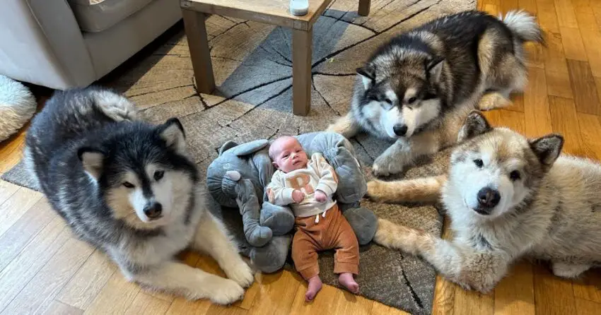 Meet The World’s Safest Baby that is Protected by Three Giant ᴅᴏɢs