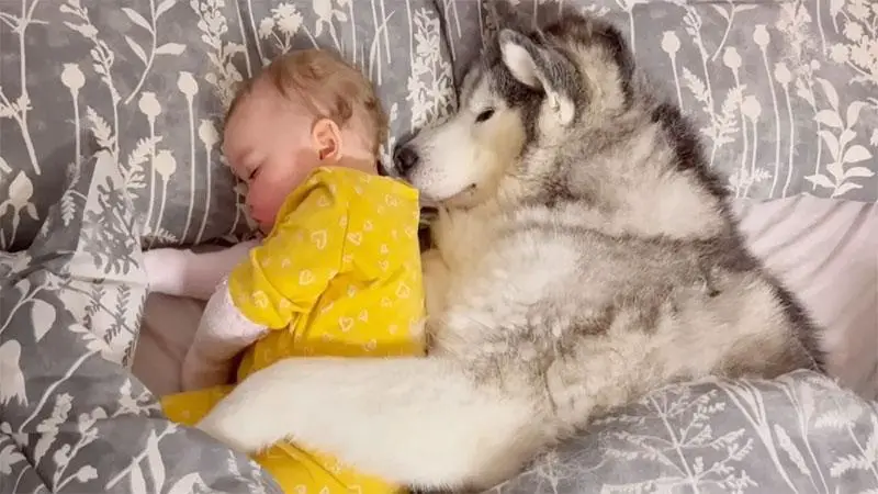 Husky Melts Hearts While Hugging Baby Sister As They Sleep