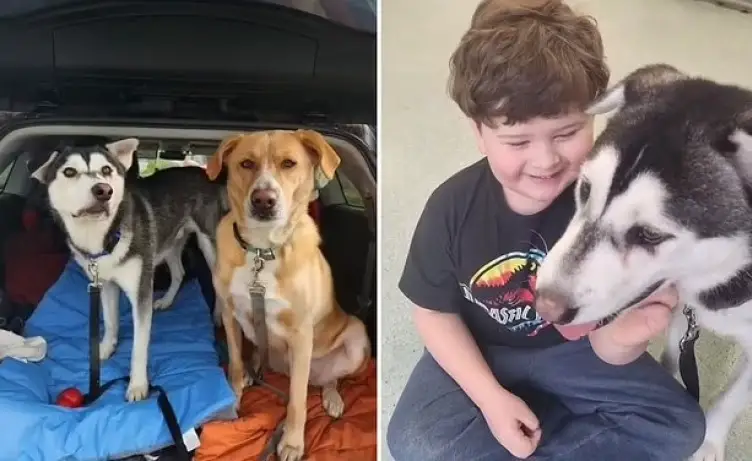 Warmhearted Family Journeys 2,600 Miles To Bring Home A Bullied Husky With A Deformed Face