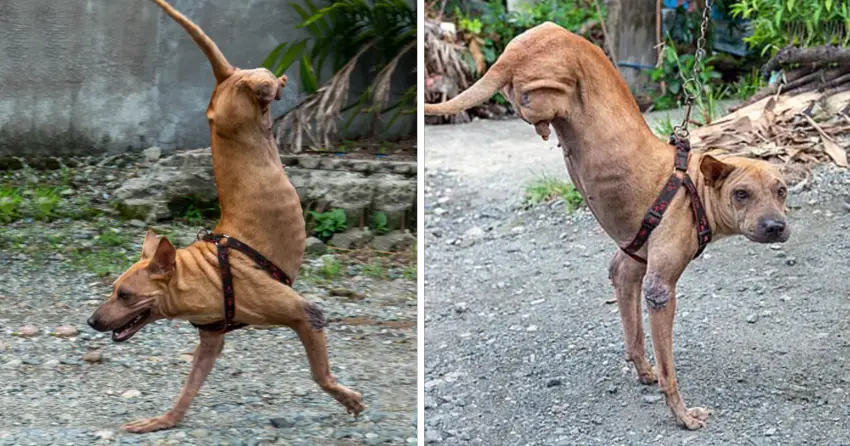 Watch This Incredible Story of ᴀ ᴅᴏɢ with No Hind Legs Learning to Walk with the Help of Her Supportive Owner!