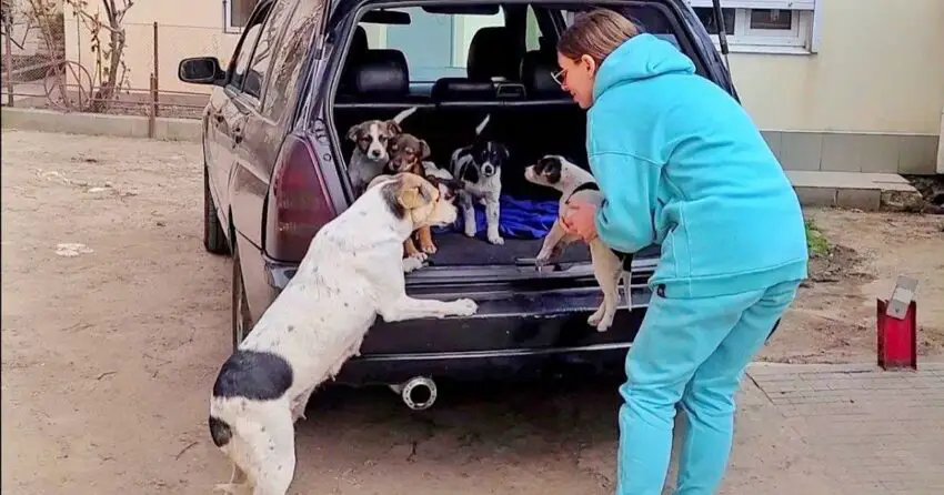 Mama Dog Reunited with her Stolen ᴘᴜᴘᴘɪᴇs… sʜᴇ is Crying from Happiness