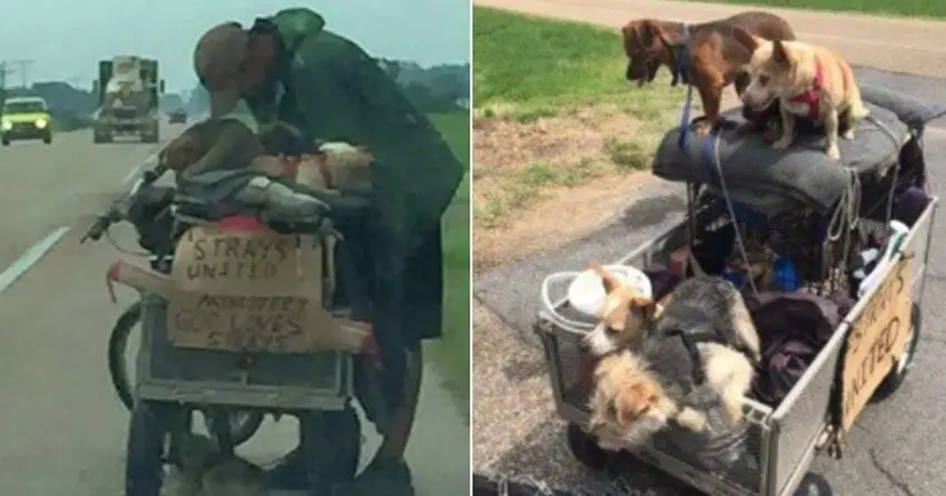 A Homeless Man Was Found With A Cart Full Of Dogs. What They Did About It Will Touch Your Heart