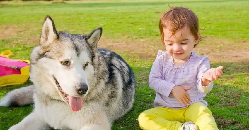 How Babies and Dogs Communicate in the Funniest Way Possible!